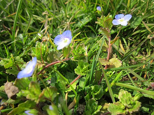 Birdeye speedwell: Persischer Ehrenpreis ( Veronica persica ) an der Saar in Saarbrücken