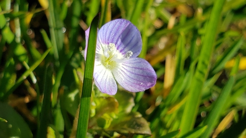 Birdeye speedwell (Veronica persica)