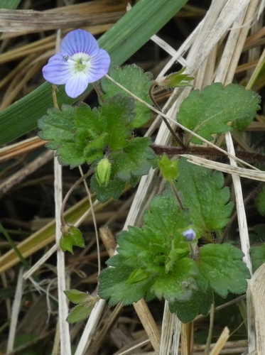 Birdeye speedwell (Veronica persica)