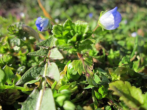 Birdeye speedwell: Persischer Ehrenpreis ( Veronica persica ) an der Berlinallee in Hockenheim