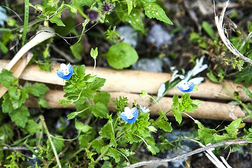 Gray field speedwell: Veronica polita – Grey field-speedwell