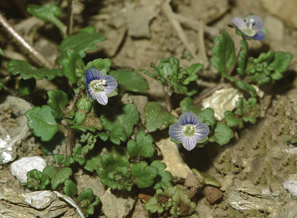 Gray field speedwell (Veronica polita)