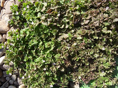 Gray field speedwell: Veronica polita var. lilacina in Seoul, Korea