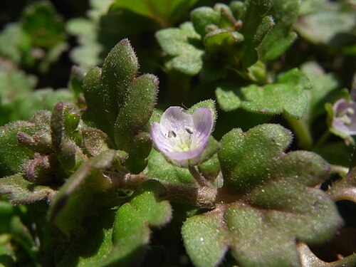 Gray field speedwell: Veronica polita var. lilacina
