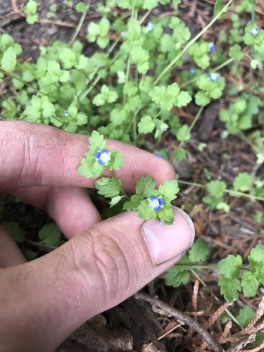 Gray field speedwell (Veronica polita)