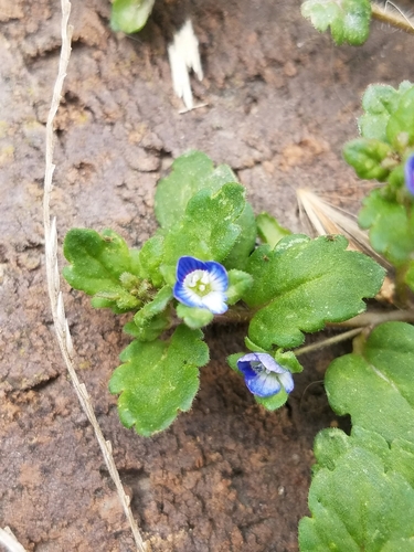Gray field speedwell (Veronica polita)