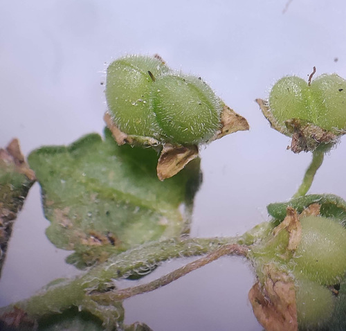 Gray field speedwell (Veronica polita)