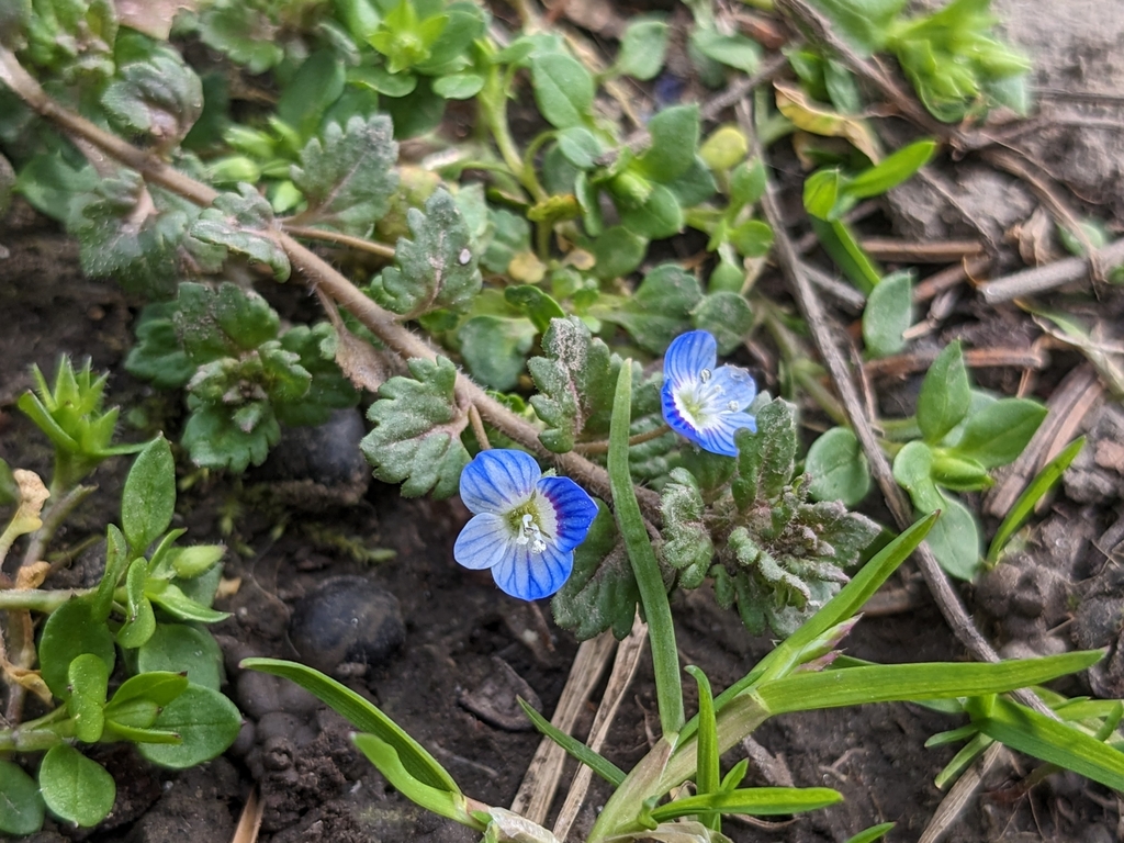 Gray field speedwell (Veronica polita)