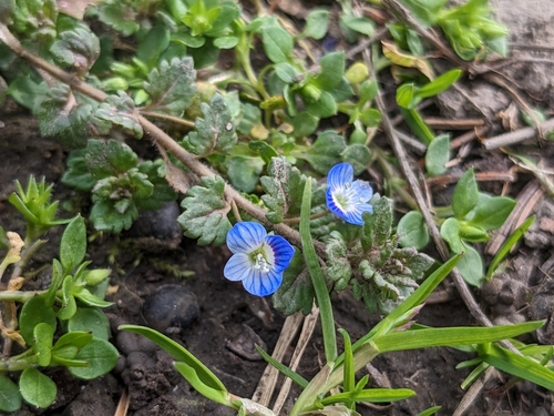 Gray field speedwell