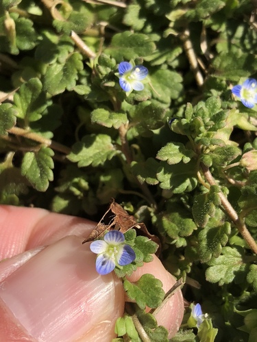 Gray field speedwell (Veronica polita)