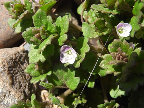 Gray field speedwell: Veronica polita var. lilacina