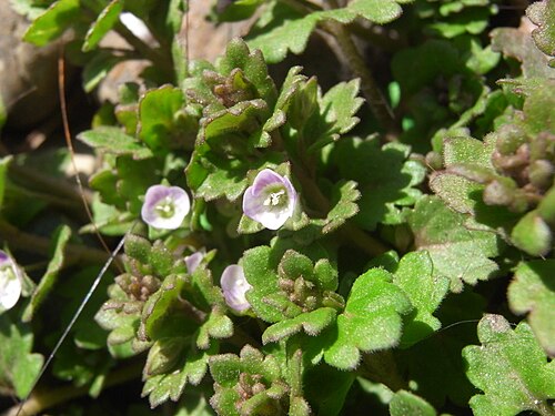Gray field speedwell: Veronica polita var. lilacina