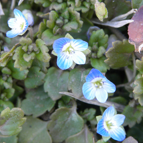 Gray field speedwell (Veronica polita)