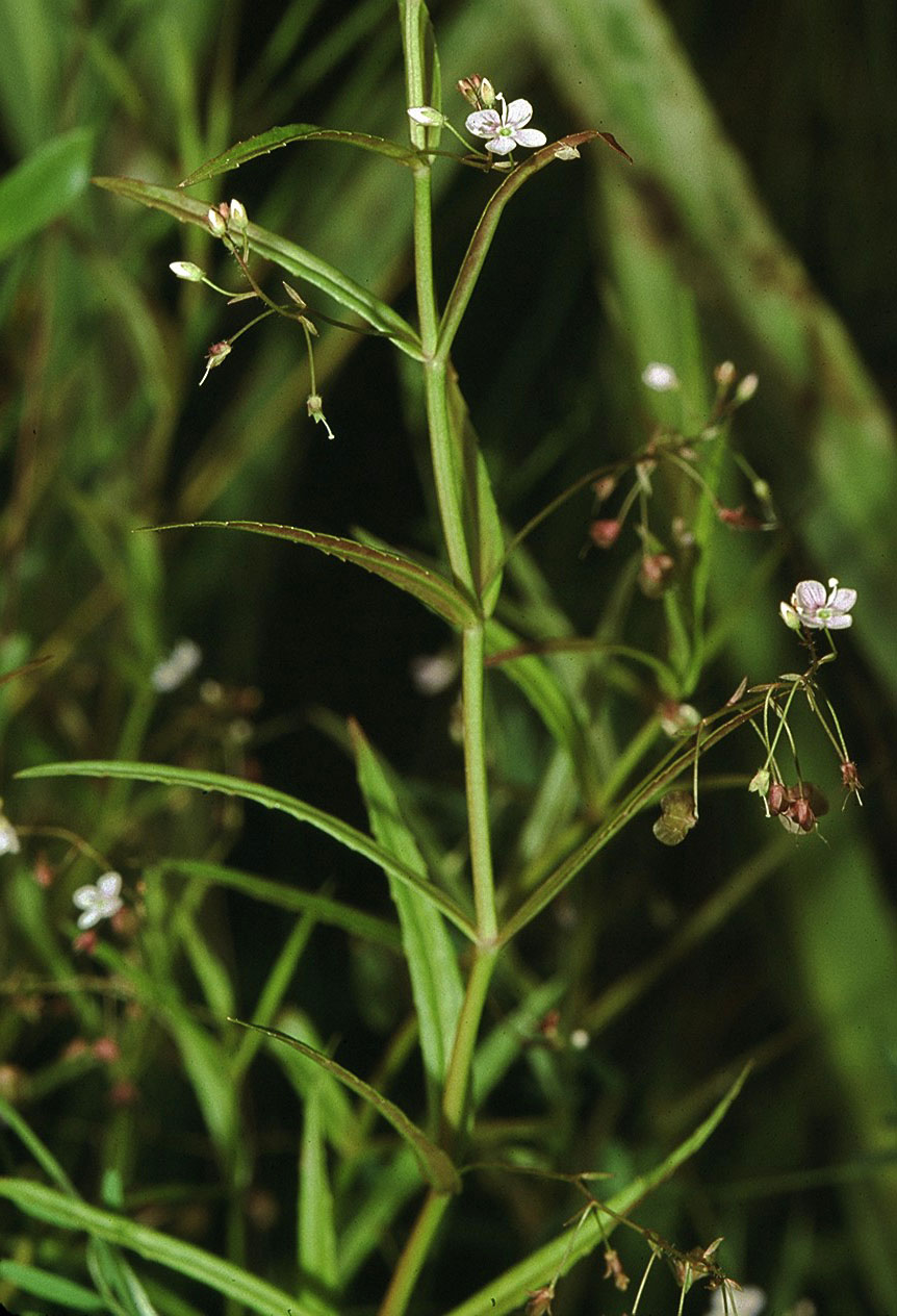 Marsh speedwell (Veronica scutellata)
