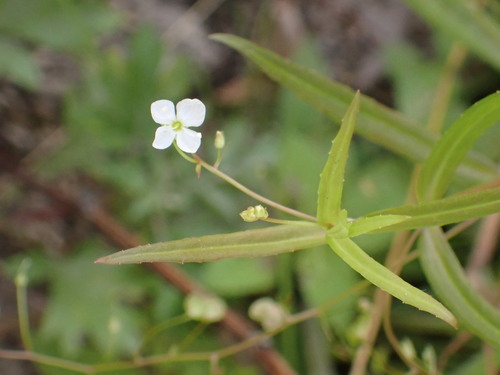 Marsh speedwell (Veronica scutellata)