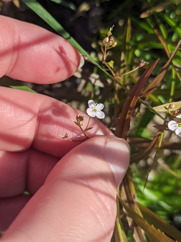 Marsh speedwell (Veronica scutellata)