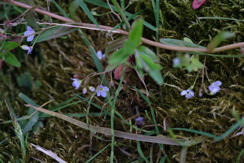 Marsh speedwell (Veronica scutellata)