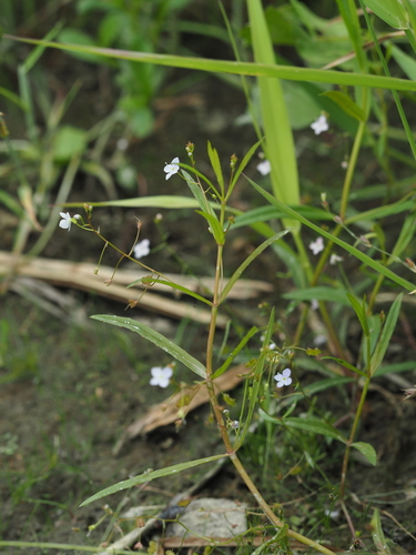 Marsh speedwell (Veronica scutellata)