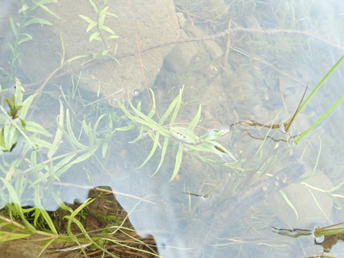 Marsh speedwell (Veronica scutellata)