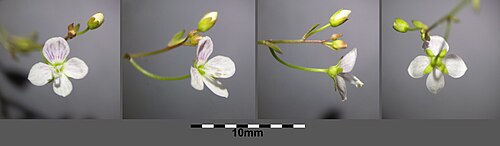 Marsh speedwell: Flower Taxonym: Veronica scutellata ss Fischer et al. EfÖLS 2008 ISBN 978-3-85474-187-9 Location: Žárský rybník, Jihočeský kraj, Czech Republic - ca. 500 m a.s.