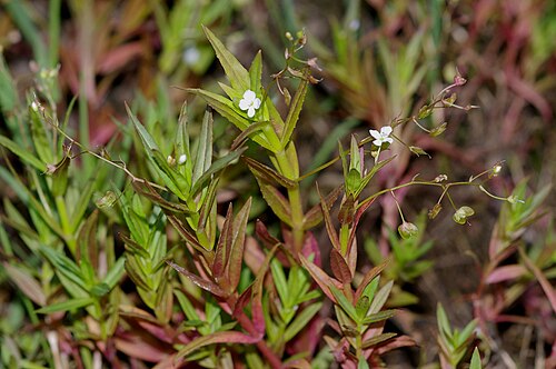 Marsh speedwell: Flowering plants of Veronica scutellata (Plantaginaceae).