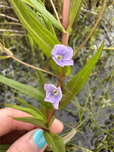 Marsh speedwell (Veronica scutellata)