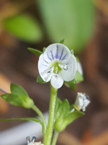 Thymeleaf speedwell