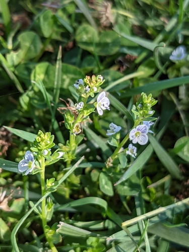 Thymeleaf speedwell (Veronica serpyllifolia)