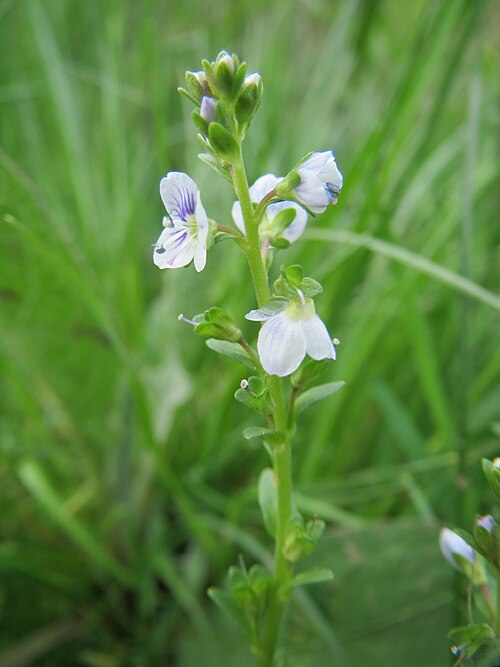 Thymeleaf speedwell: Quendel-Ehrenpreis ( Veronica serpyllifolia ) im Naturschutzgebiet "St. Arnualer Wiesen"