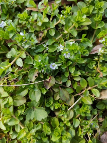 Thymeleaf speedwell (Veronica serpyllifolia)