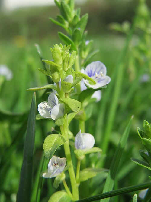 Thymeleaf speedwell: Quendel-Ehrenpreis ( Veronica serpyllifolia ) am Wasserturm in Hockenheim