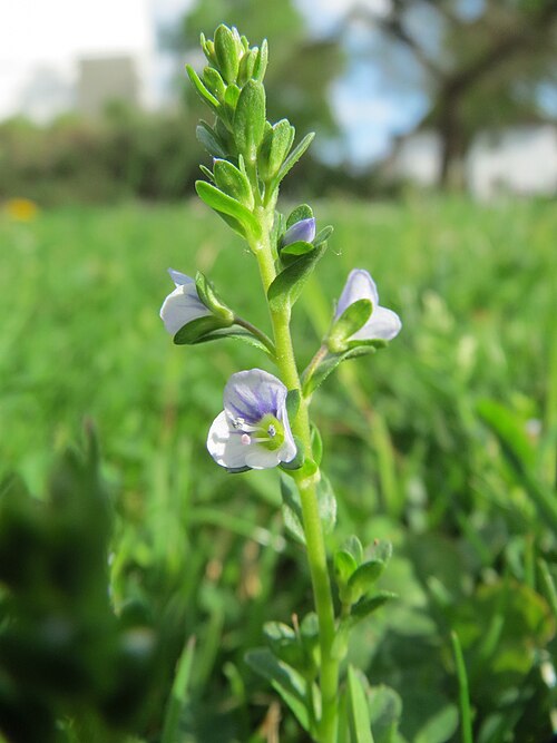Thymeleaf speedwell: Quendel-Ehrenpreis ( Veronica serpyllifolia ) am Wasserturm in Hockenheim