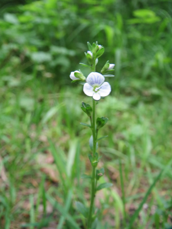 Thymeleaf speedwell: Quendel-Ehrenpreis ( Veronica serpyllifolia ) im Naturschutzgebiet „Ketscher Rheininsel“
