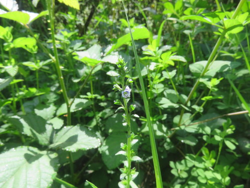 Thymeleaf speedwell (Veronica serpyllifolia)