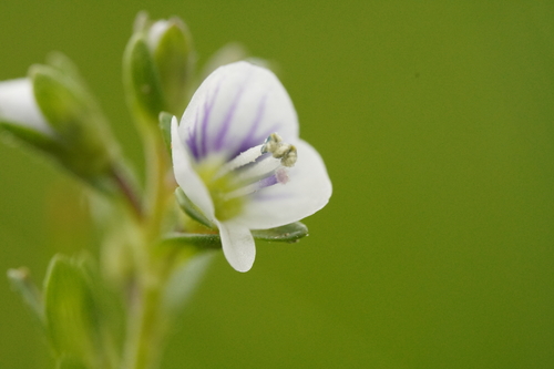 Thymeleaf speedwell (Veronica serpyllifolia)