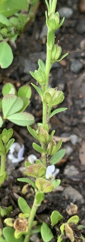 Thymeleaf speedwell (Veronica serpyllifolia)