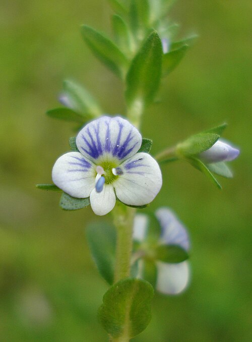 Thymeleaf speedwell: Veronica serpyllifolia