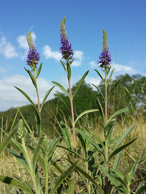 Spiked speedwell: Habitus Taxon: Veronica spicata (sensu Fischer et al. EfÖLS 2008 ISBN 978-3-85474-187-9 ) Location: Loess hill to the west of Großebersdorf, district Mistelbach