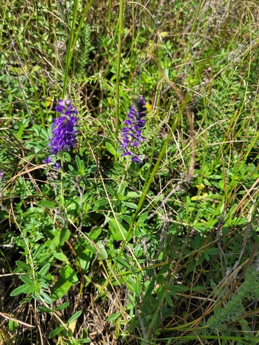 Spiked speedwell (Veronica spicata)