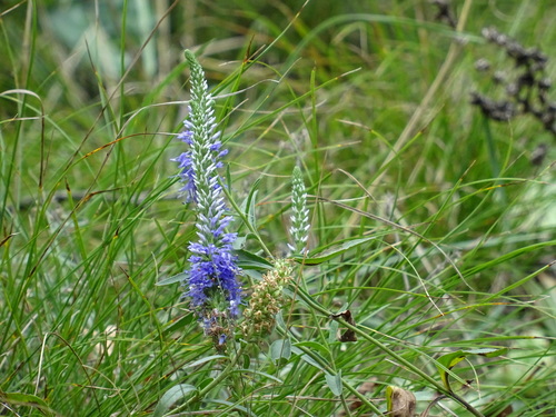 Spiked speedwell (Veronica spicata)