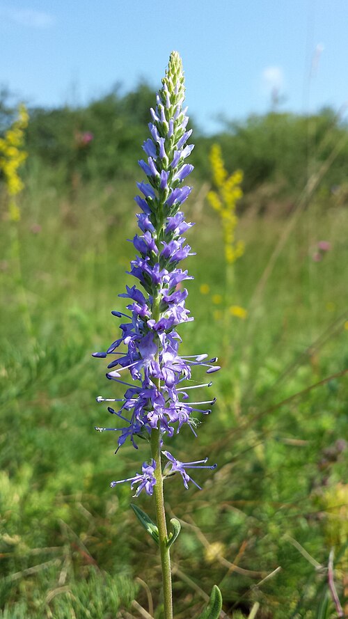 Spiked speedwell: Florescence Taxon: Veronica spicata (s. str.; sensu Fischer et al. EfÖLS 2008 ISBN 978-3-85474-187-9 ) Location: object XII, Alte Schanzen, Vienna-Floridsdorf -