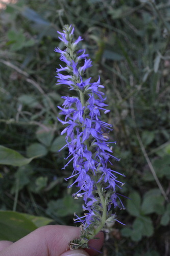 Spiked speedwell (Veronica spicata)