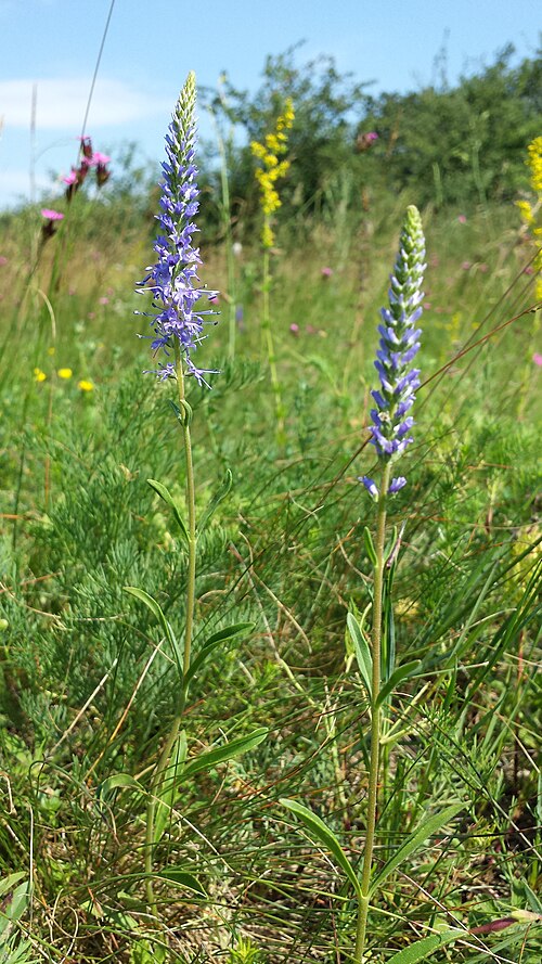 Spiked speedwell: Habitus Taxon: Veronica spicata (s. str.; sensu Fischer et al. EfÖLS 2008 ISBN 978-3-85474-187-9 ) Location: object XII, Alte Schanzen, Vienna-Floridsdorf - ca.