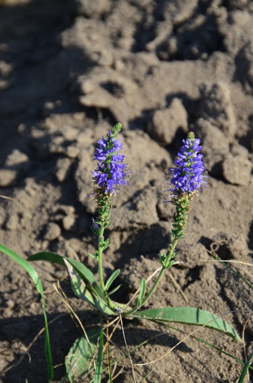 Spiked speedwell: Veronica spicata
