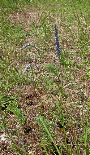 Spiked speedwell (Veronica spicata)