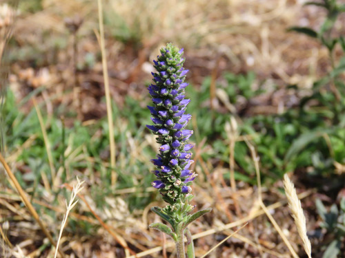 Spiked speedwell (Veronica spicata)