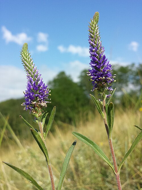 Spiked speedwell: Florescences Taxon: Veronica spicata (sensu Fischer et al. EfÖLS 2008 ISBN 978-3-85474-187-9 ) Location: Loess hill to the west of Großebersdorf, district Miste