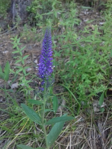 Spiked speedwell (Veronica spicata)