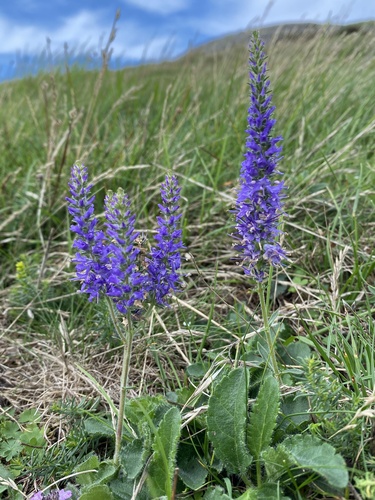 Spiked speedwell (Veronica spicata)