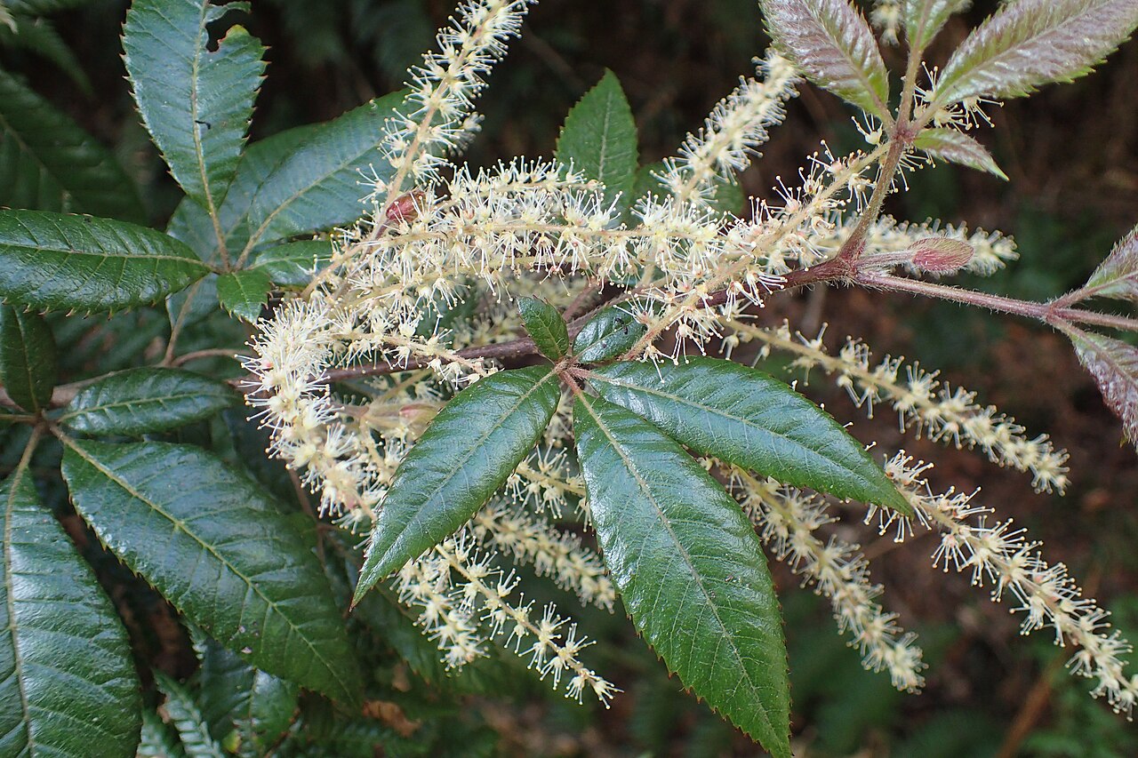Vesselowskya rubifolia: Foliage and male flowers of Vesselowskya rubifolia in the New England National Park
